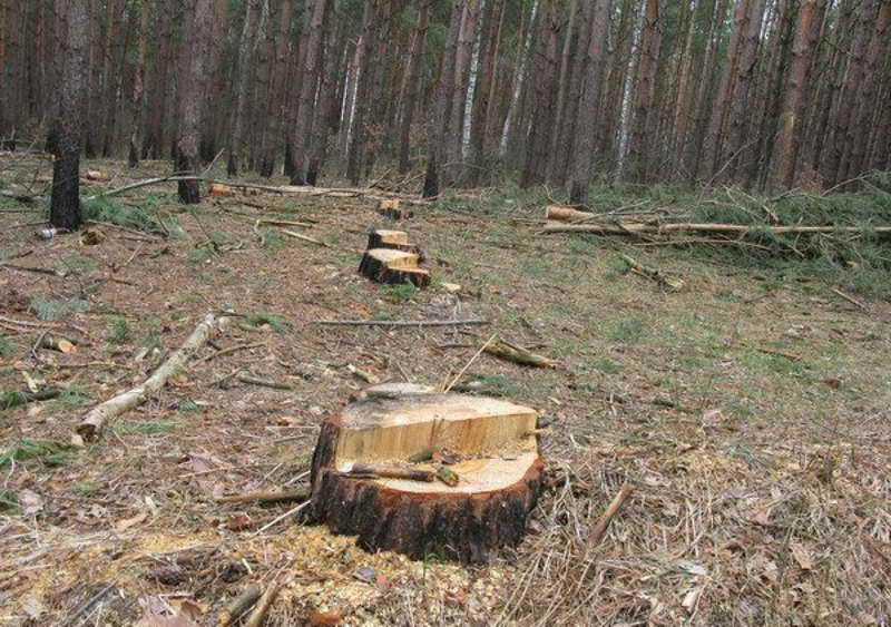Лісівник - blogger
