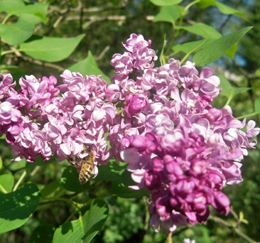 Фото vsisumy.com
