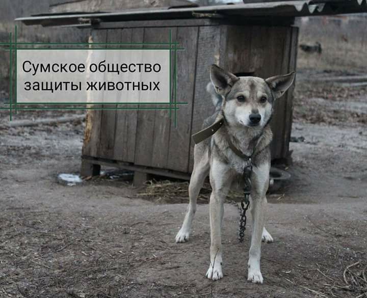Сироп шукає господарів у Сумах