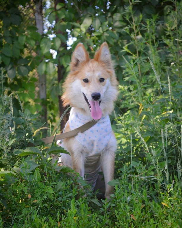 Мальта шукає господарів у Сумах